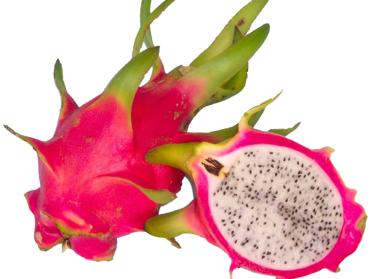 Dragon Fruit (Pitahaya)