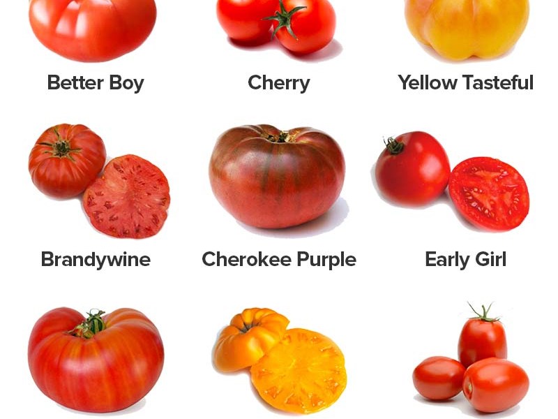Tomato Facts