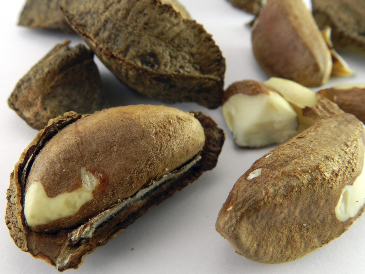 Brazil Nuts Facts