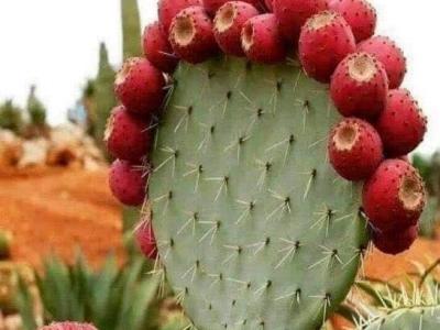 Nopal (Prickly Pear)&nbsp;Cactus