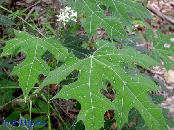 Chaya (Mayan Tree&nbsp;Spinach)