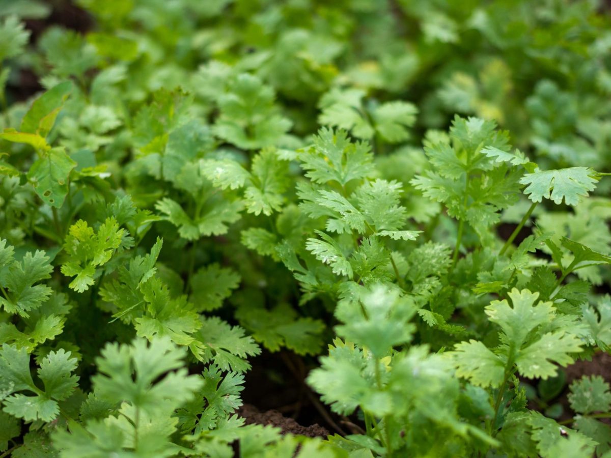 Cilantro (Coriander) Facts