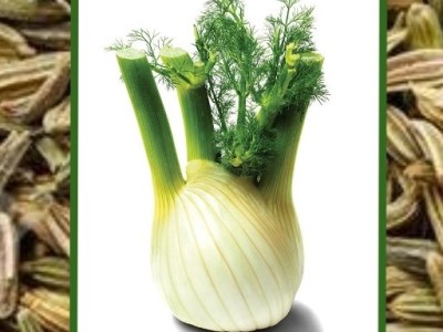 Fennel Facts