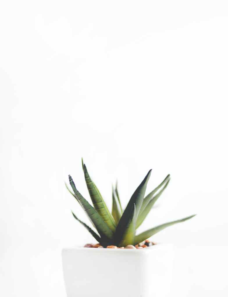 !Aloe Vera: Not for Internal&nbsp;Use