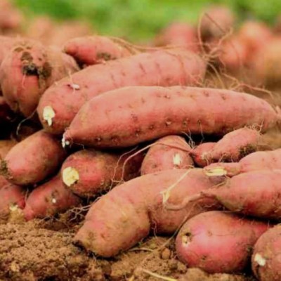 Sweet Potato Facts