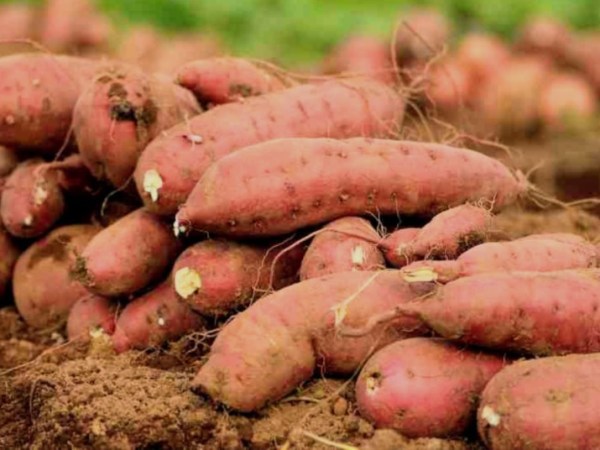 Sweet Potato Facts